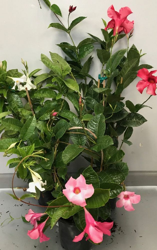 mandevilla-sun-parasol-giant-crimson