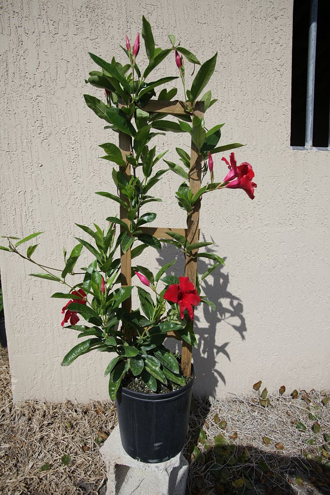 mandevilla-sun-parasol-giant-crimson