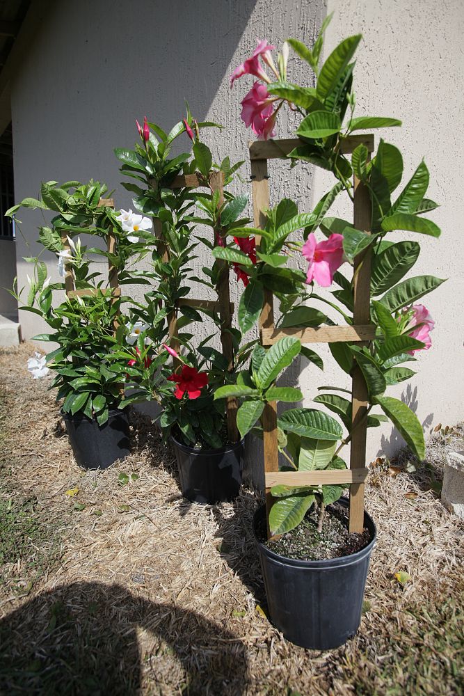 mandevilla-sun-parasol-giant-crimson