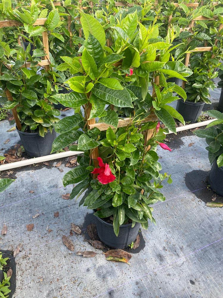 mandevilla-sun-parasol-giant-crimson