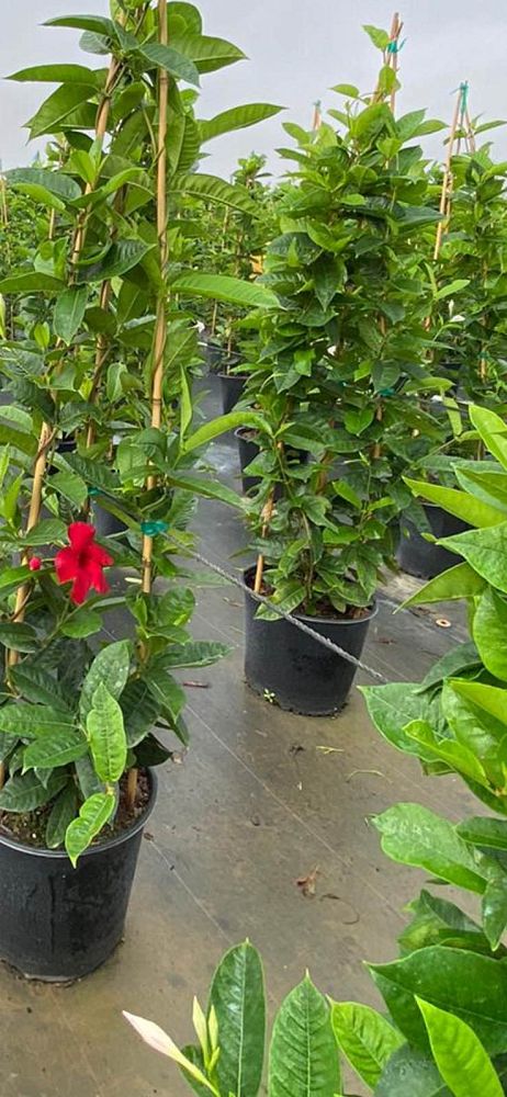 mandevilla-sun-parasol-giant-crimson