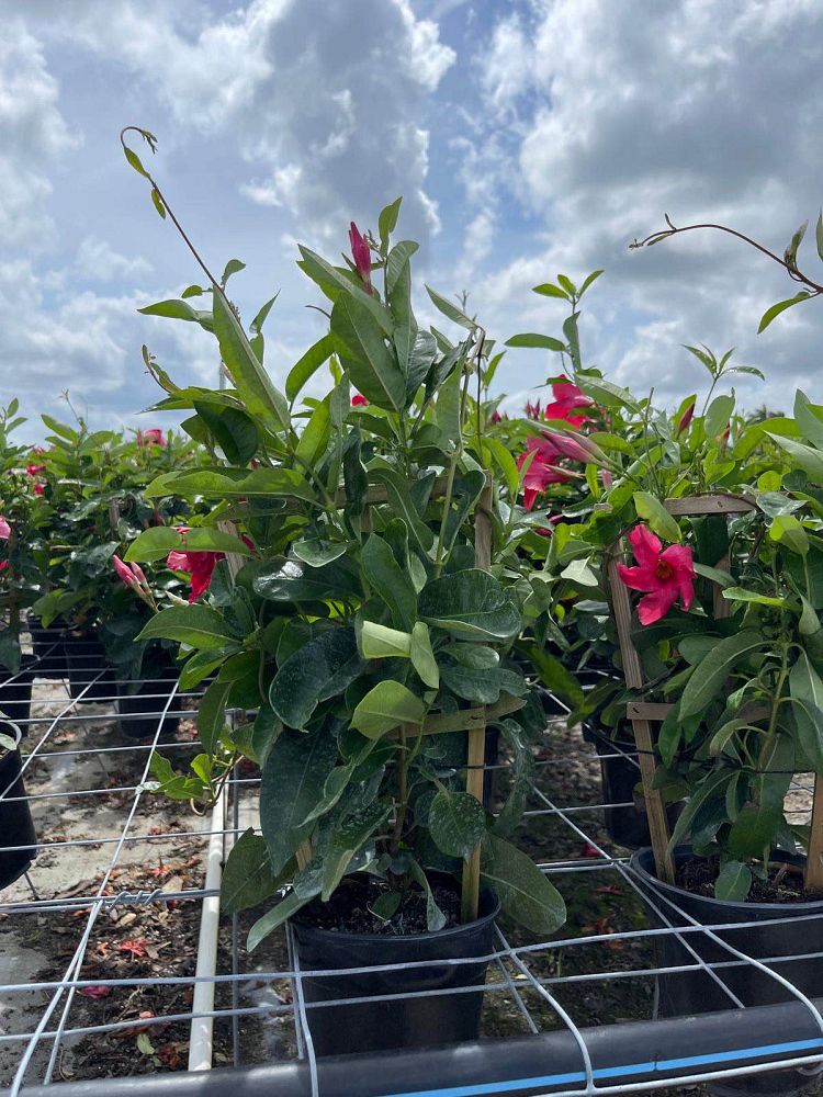 mandevilla-sun-parasol-giant-crimson