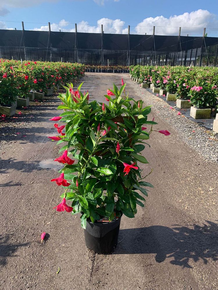 mandevilla-sun-parasol-giant-crimson