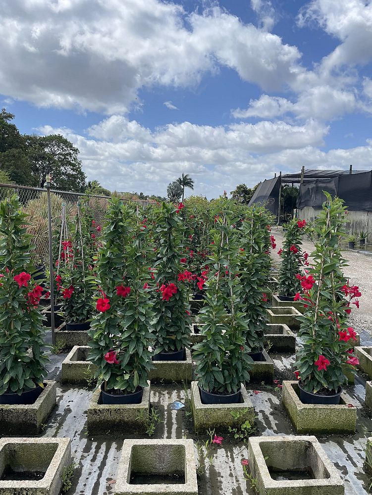 mandevilla-sun-parasol-giant-crimson
