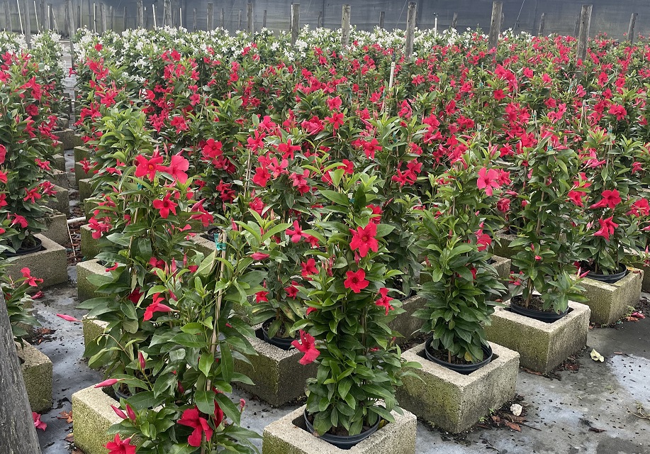 mandevilla-sun-parasol-giant-crimson