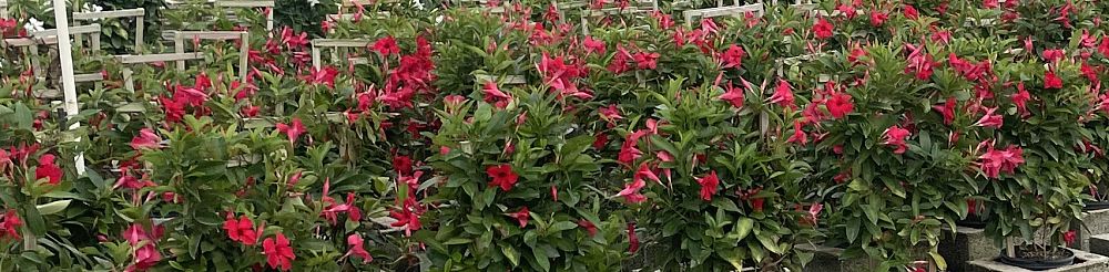 mandevilla-sun-parasol-giant-crimson