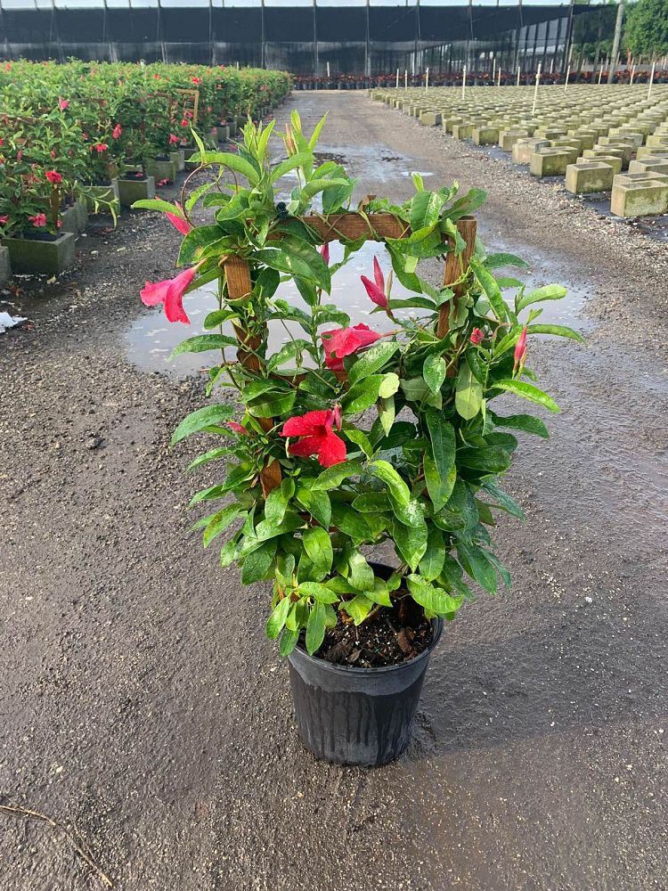 mandevilla-sun-parasol-giant-crimson