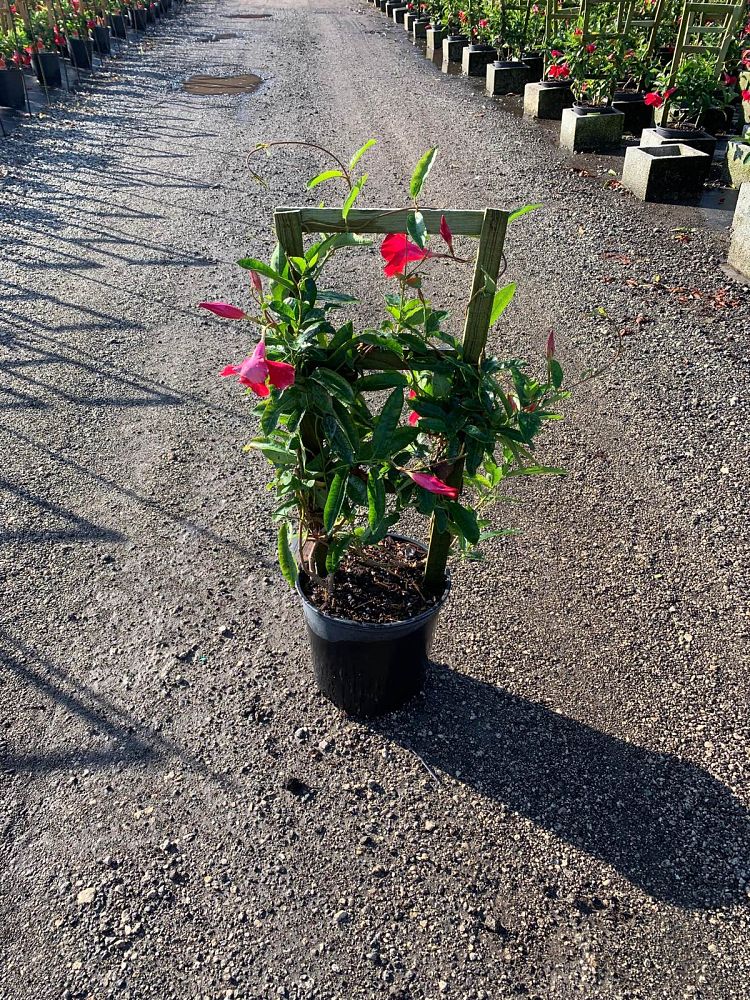 mandevilla-sun-parasol-giant-crimson