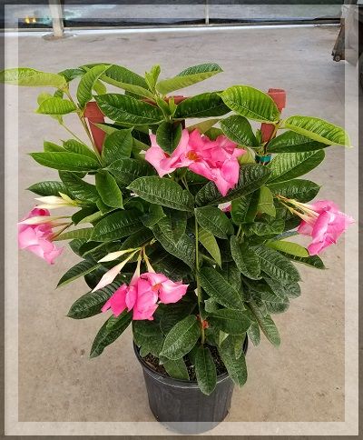 mandevilla-sun-parasol-giant-pink