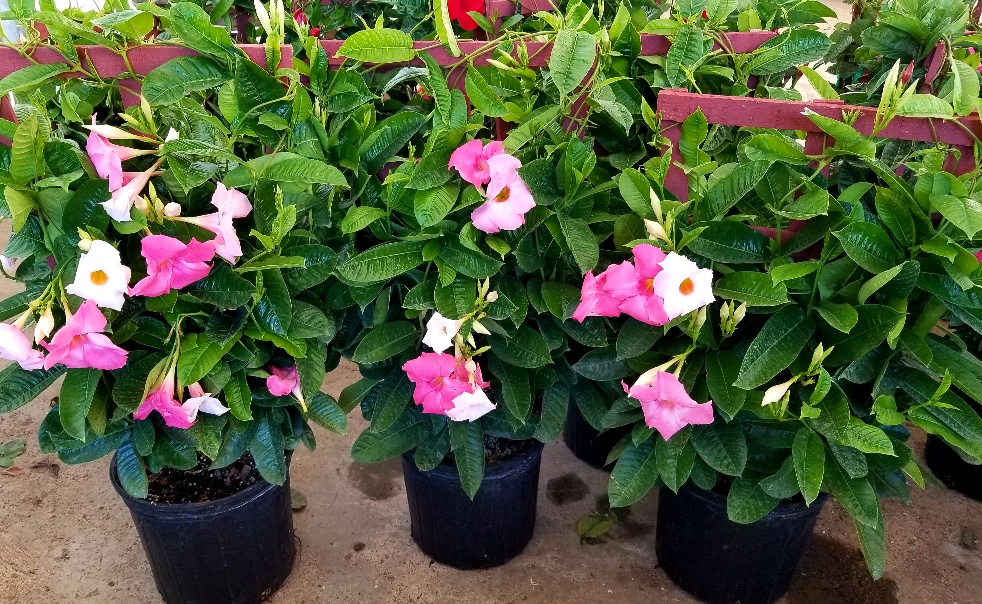 mandevilla-sun-parasol-giant-pink