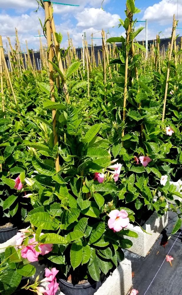 mandevilla-sun-parasol-giant-pink