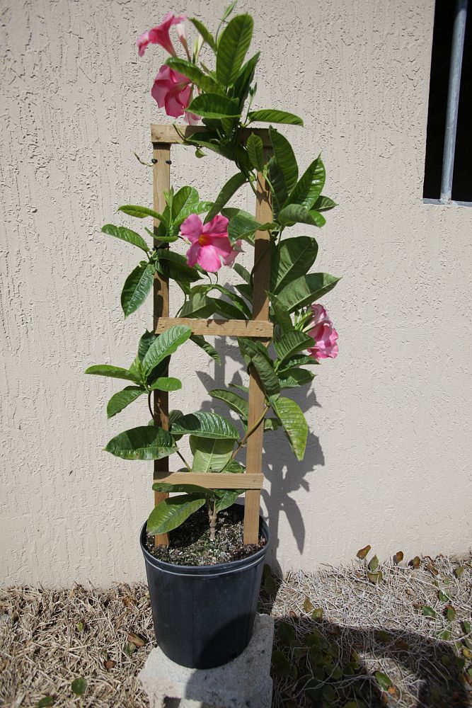 mandevilla-sun-parasol-giant-pink