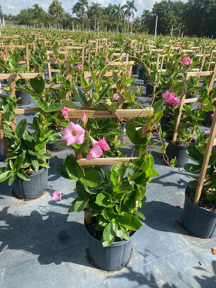 mandevilla-sun-parasol-giant-pink