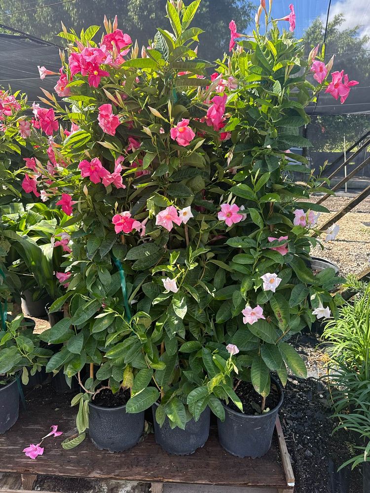 mandevilla-sun-parasol-giant-pink