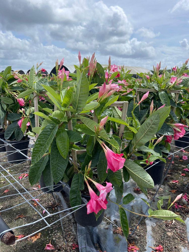 mandevilla-sun-parasol-giant-pink