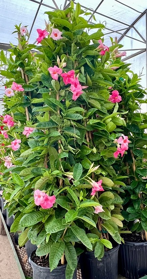 mandevilla-sun-parasol-giant-pink