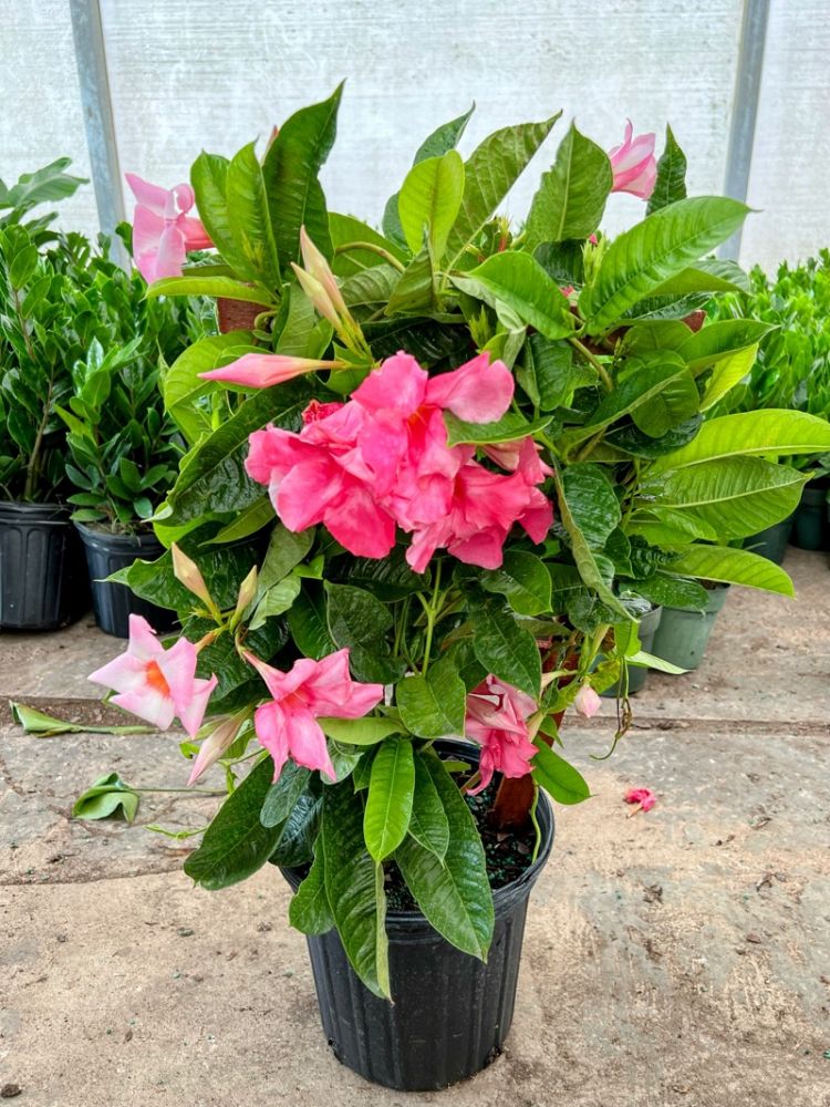 mandevilla-sun-parasol-giant-pink