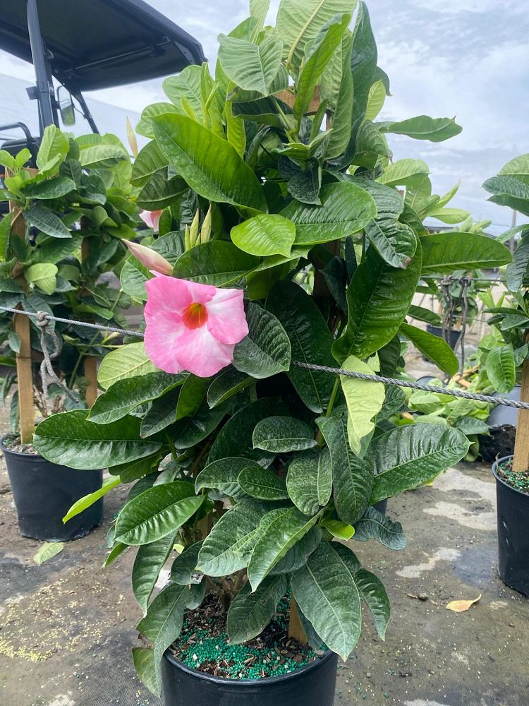 mandevilla-sun-parasol-giant-pink