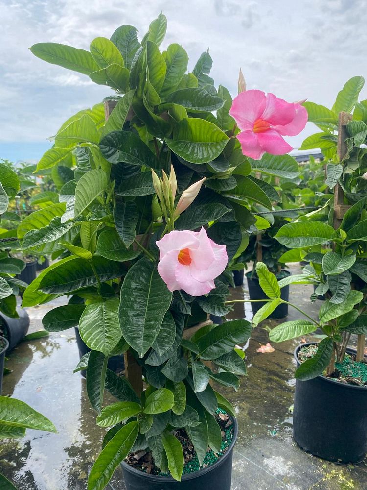 mandevilla-sun-parasol-giant-pink