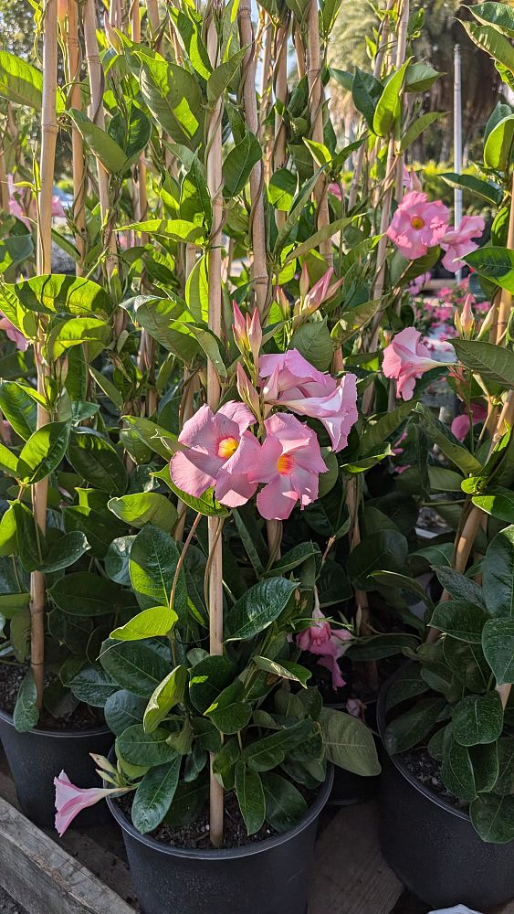 mandevilla-sun-parasol-giant-pink