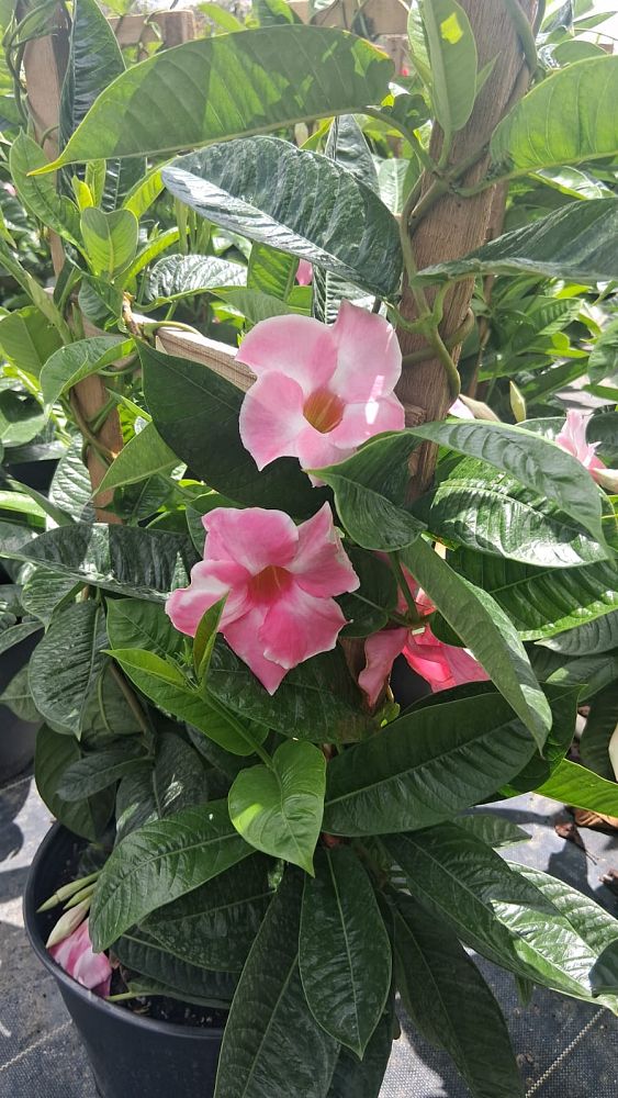 mandevilla-sun-parasol-giant-pink
