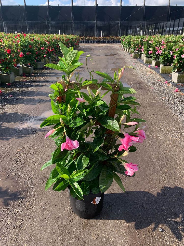 mandevilla-sun-parasol-giant-pink