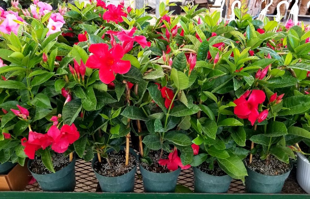 mandevilla-sun-parasol-giant-red-emperor