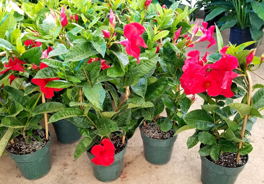 mandevilla-sun-parasol-giant-red-emperor
