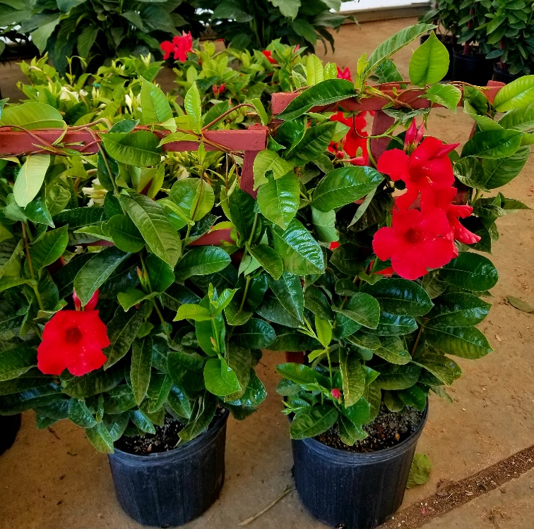 mandevilla-sun-parasol-giant-red-emperor