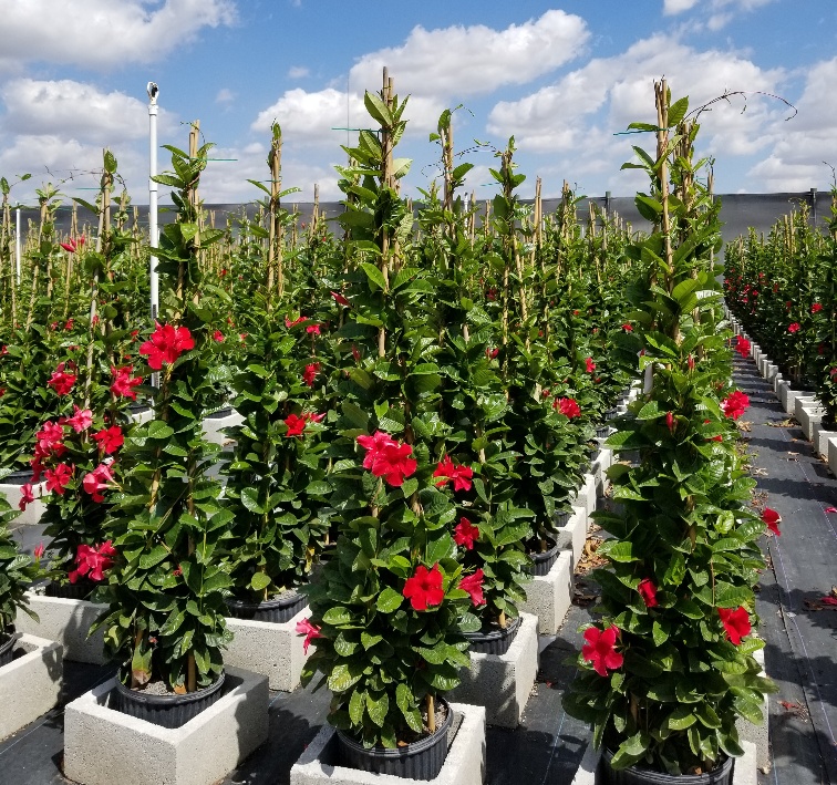 mandevilla-sun-parasol-giant-red-emperor