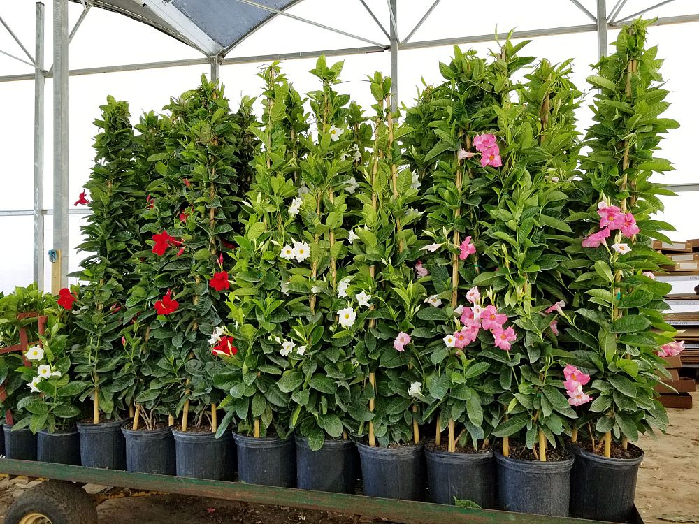mandevilla-sun-parasol-giant-red-emperor