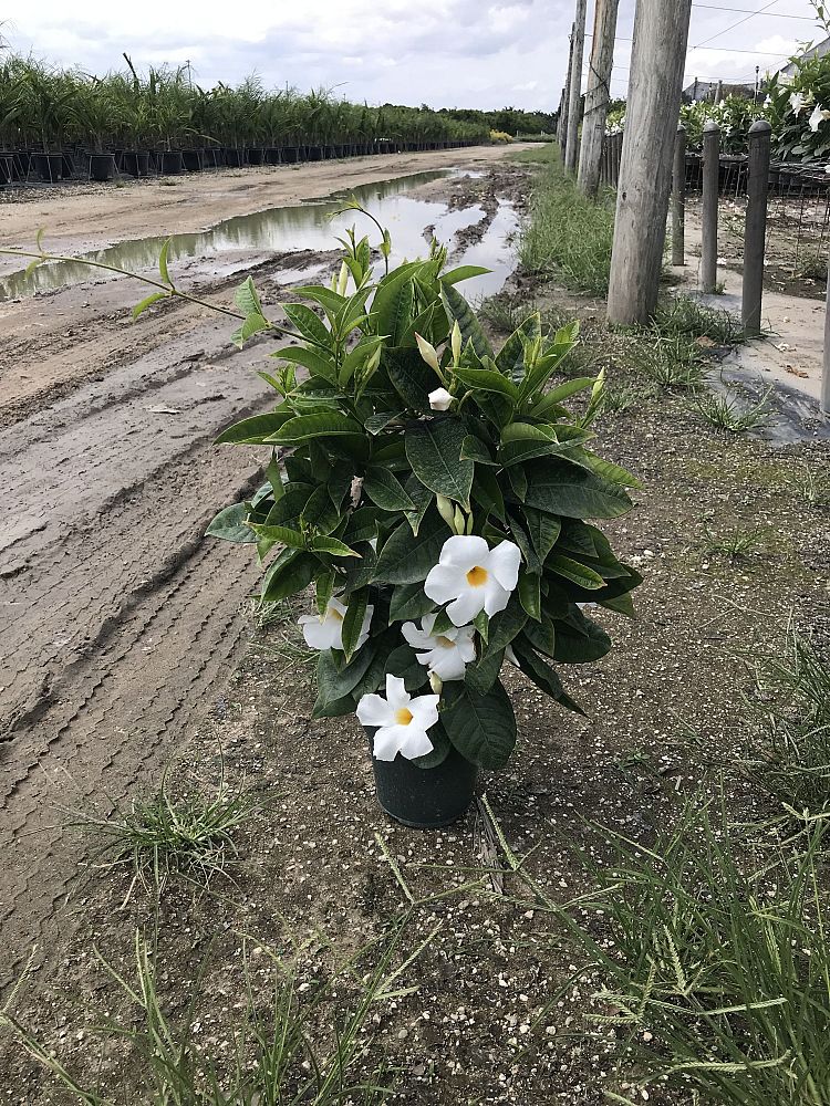 mandevilla-sun-parasol-giant-white