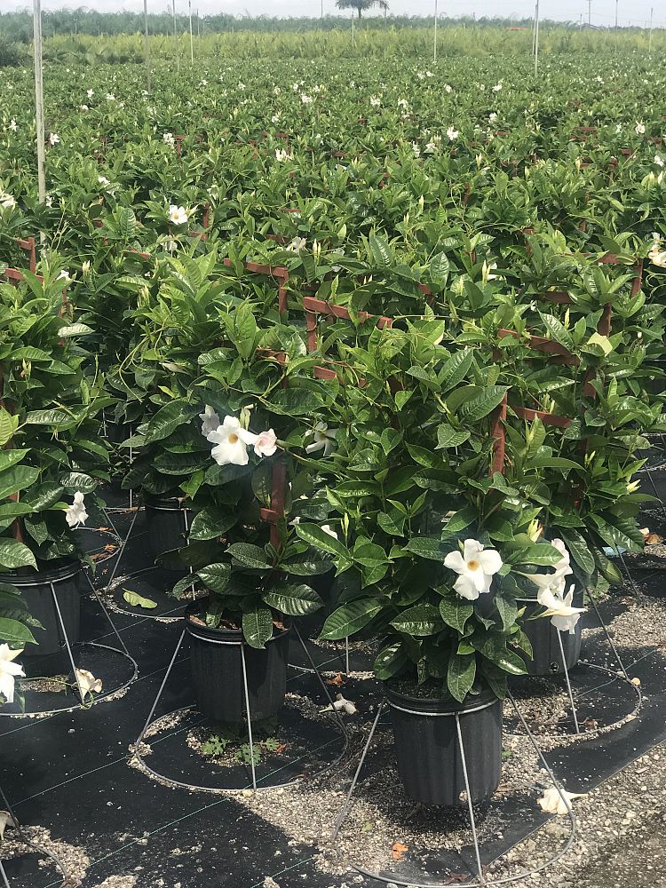 mandevilla-sun-parasol-giant-white