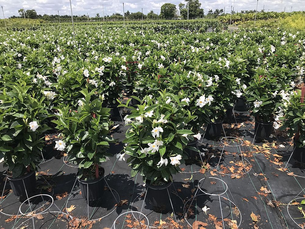 mandevilla-sun-parasol-giant-white