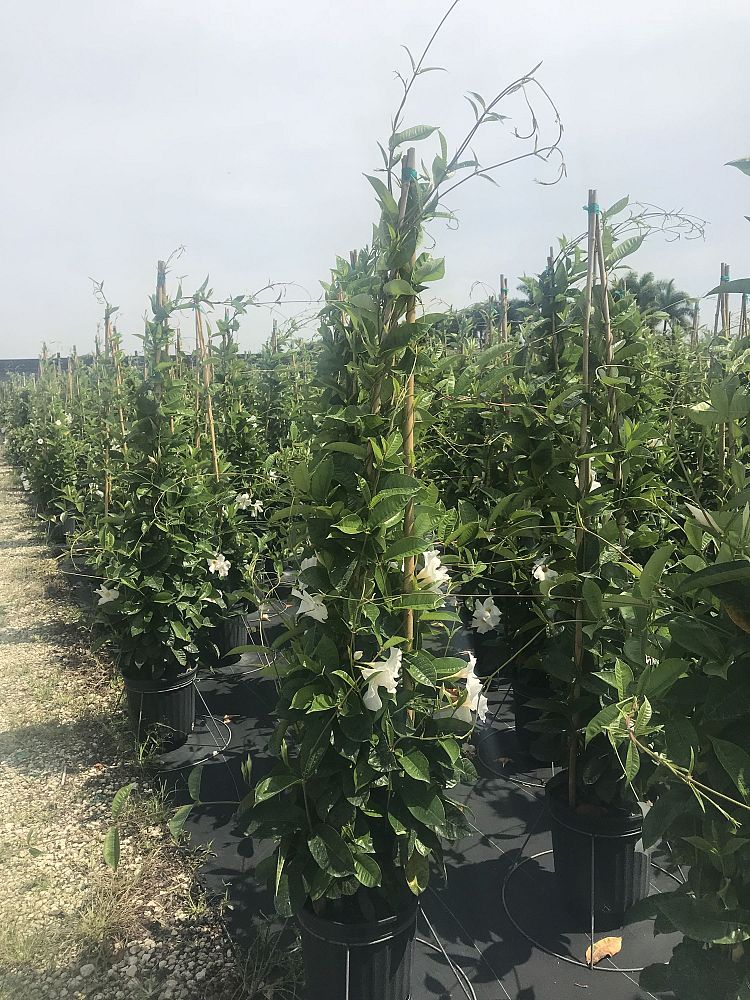 mandevilla-sun-parasol-giant-white