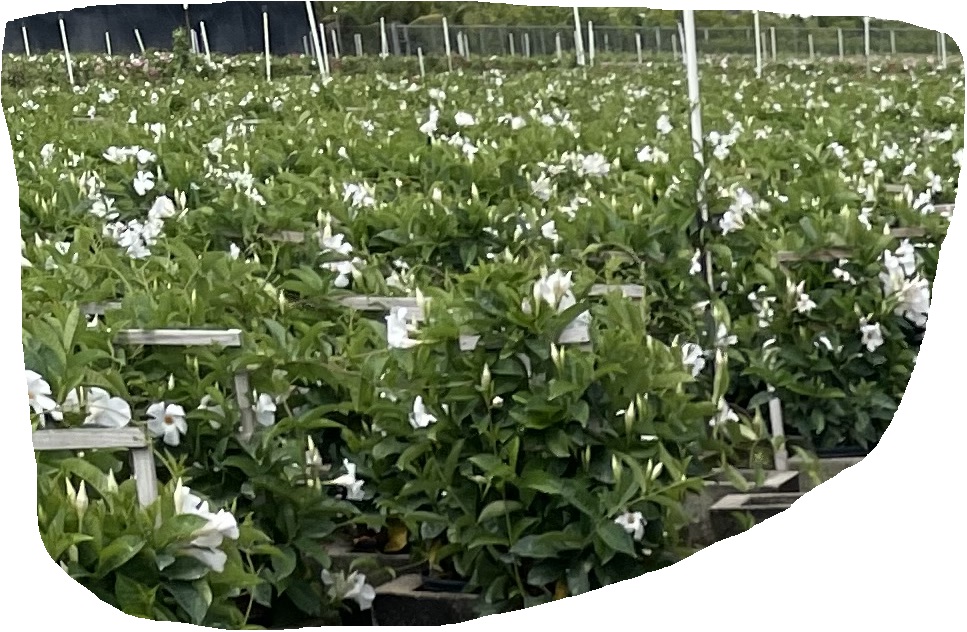 mandevilla-sun-parasol-giant-white
