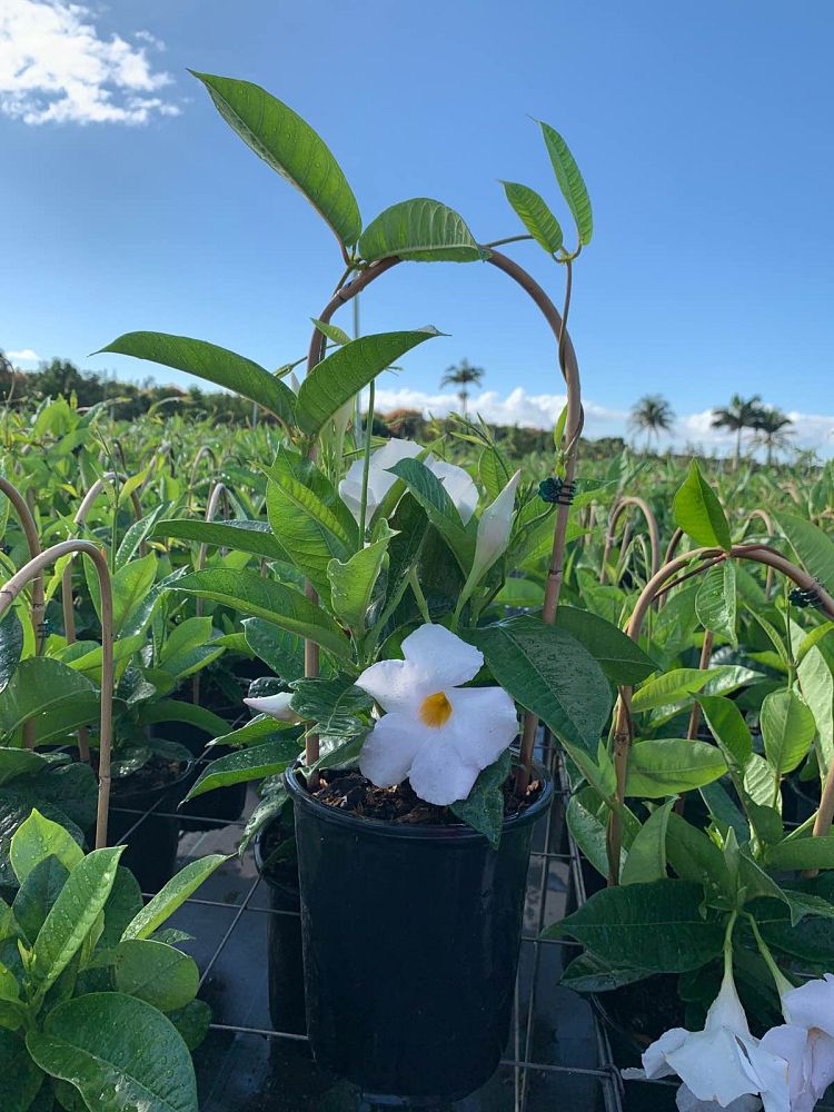mandevilla-sun-parasol-giant-white