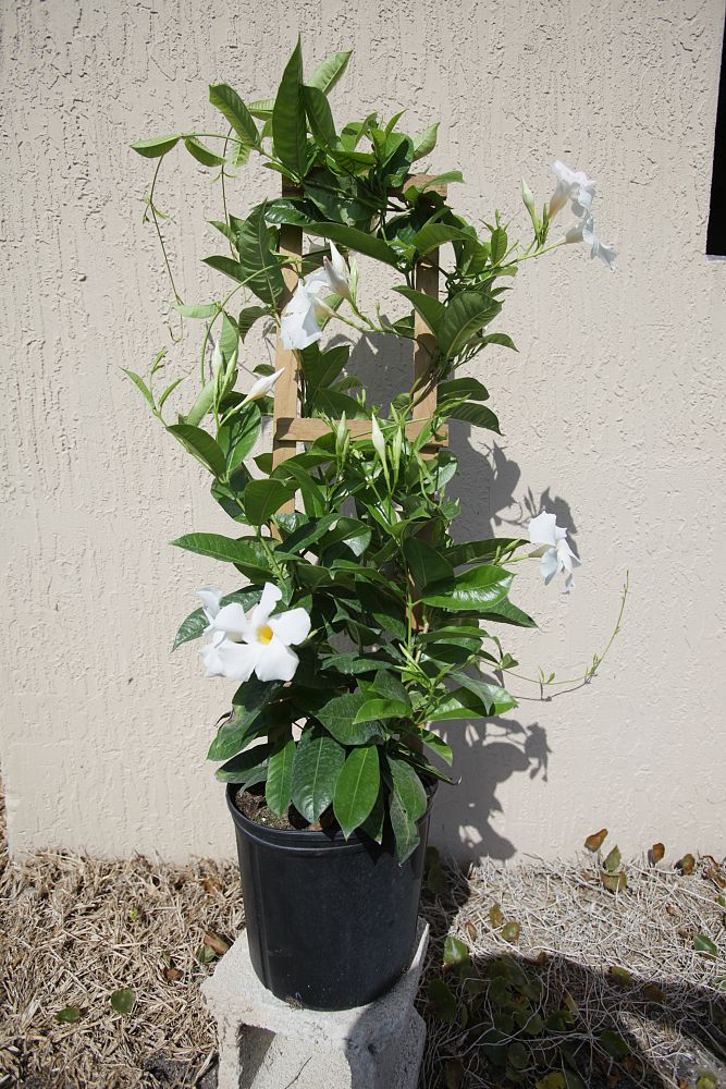 mandevilla-sun-parasol-giant-white