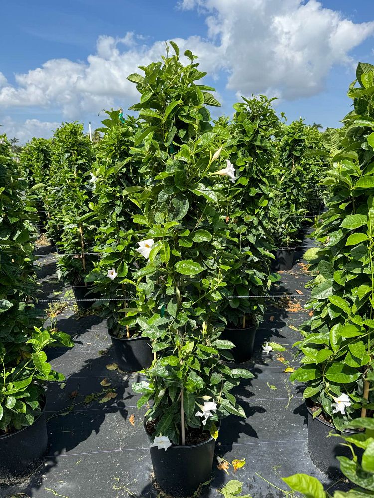 mandevilla-sun-parasol-giant-white