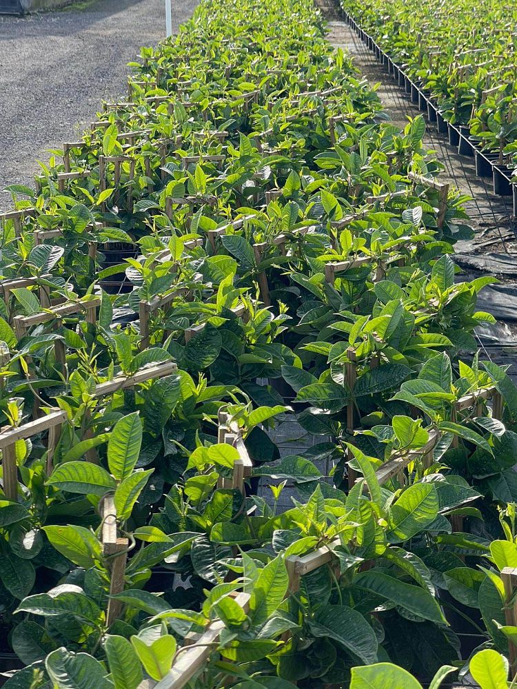 mandevilla-sun-parasol-giant-white