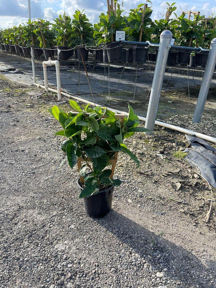 mandevilla-sun-parasol-giant-white