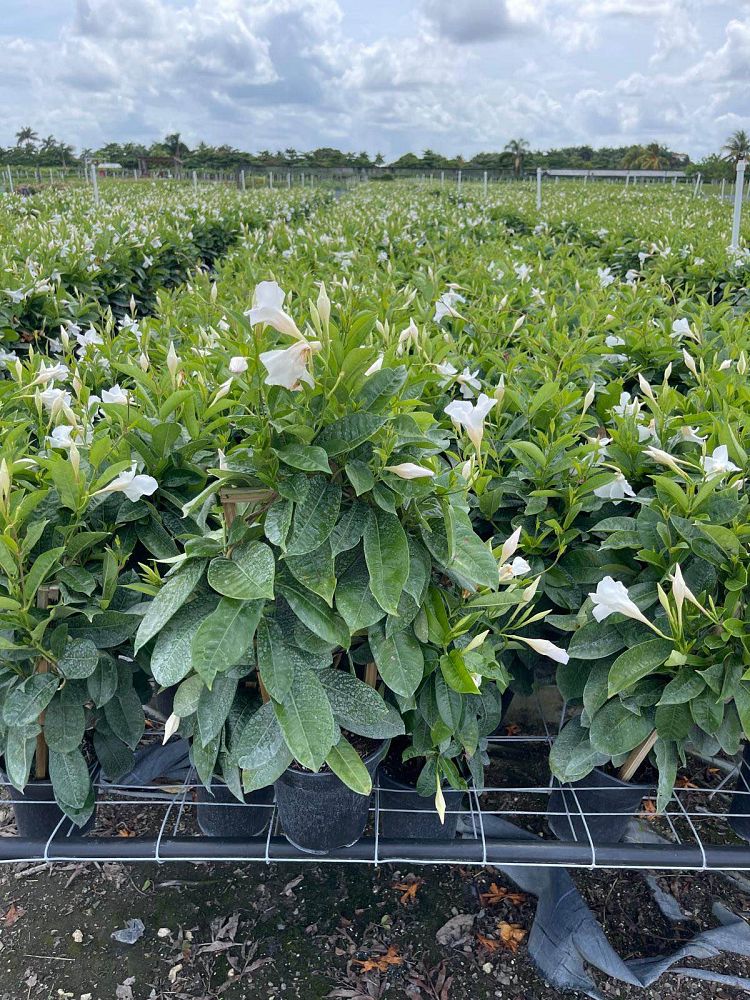 mandevilla-sun-parasol-giant-white