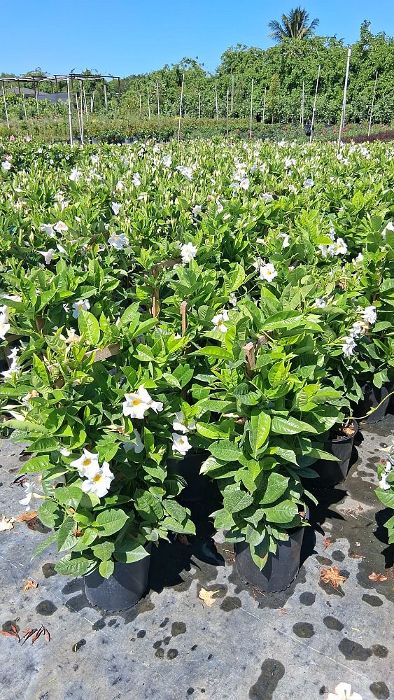 mandevilla-sun-parasol-giant-white