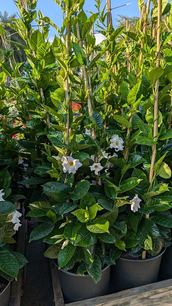 mandevilla-sun-parasol-giant-white