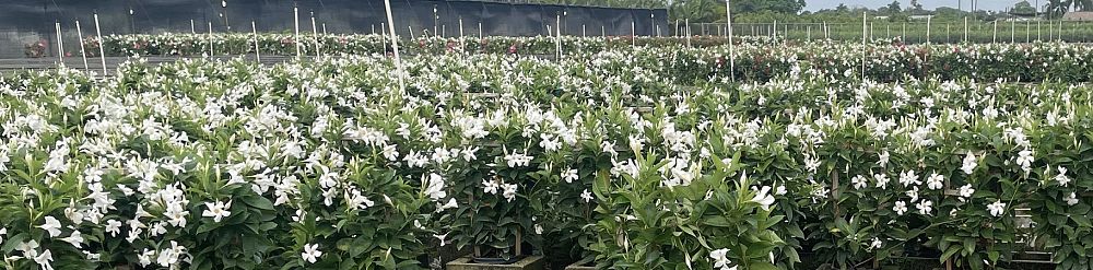 mandevilla-sun-parasol-giant-white