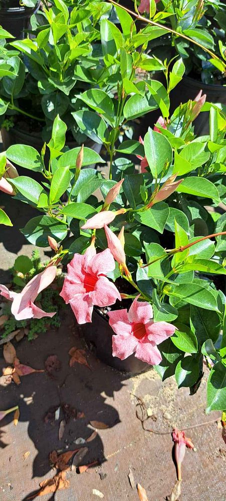 mandevilla-sun-parasol-mauvelous