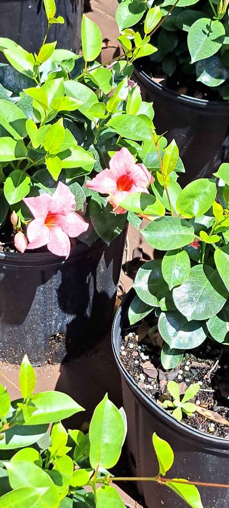 mandevilla-sun-parasol-mauvelous