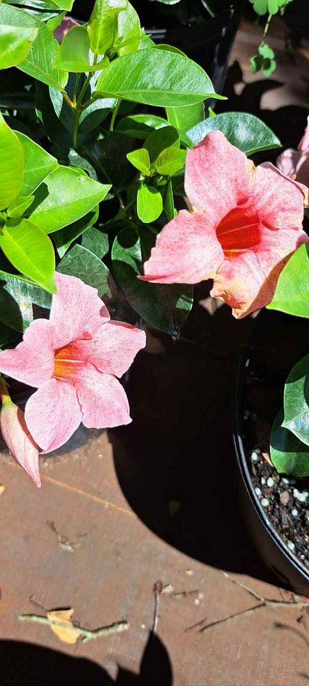 mandevilla-sun-parasol-mauvelous