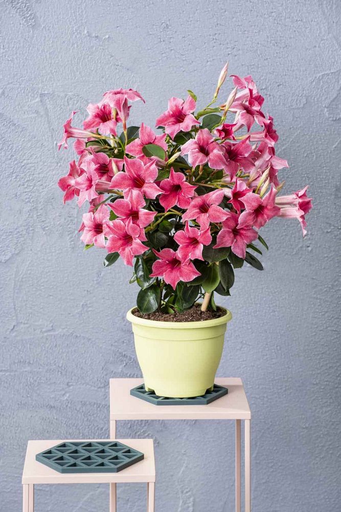 mandevilla-sun-parasol-mauvelous