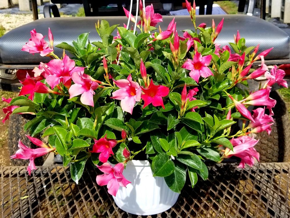 mandevilla-sun-parasol-pink